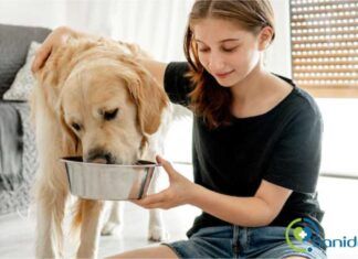 ¿Cuál es la mejor comida para un Golden Retriever? mejor comida para un Golden Retriever