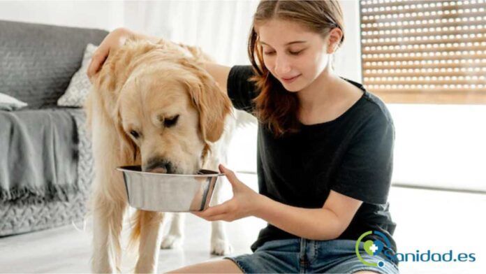 mejor comida para un Golden Retriever mejor comida para un Golden Retriever