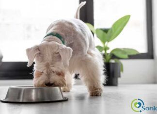 El uso del CBD para el tratamiento de enfermedades en mascotas cbd para perros