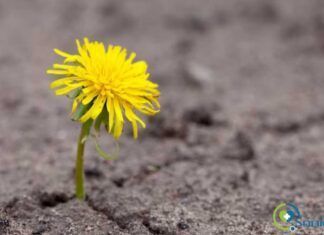 resilencia estoicismo y eneagrama