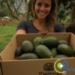aguacate como antiinflamatorio natural