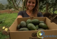 El aguacate como antiinflamatorio natural: evidencia en enfermedades crónicas aguacate como antiinflamatorio natural