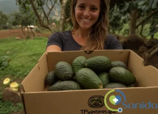 El aguacate como antiinflamatorio natural: evidencia en enfermedades crónicas aguacate como antiinflamatorio natural