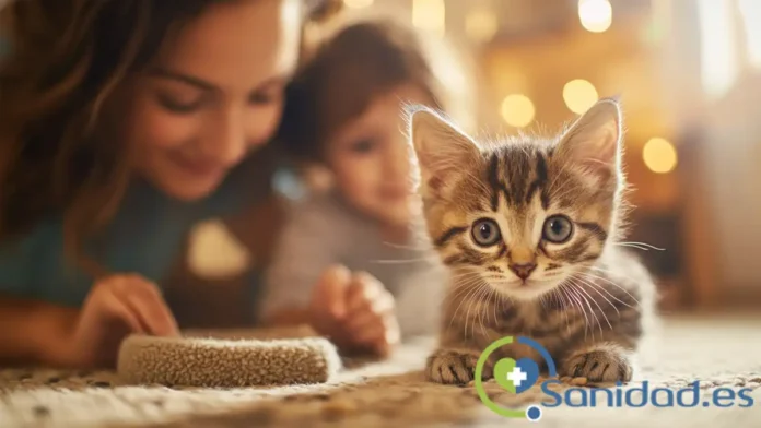 cómo preparar el hogar para la llegada de un gatito cómo preparar el hogar para la llegada de un gatito