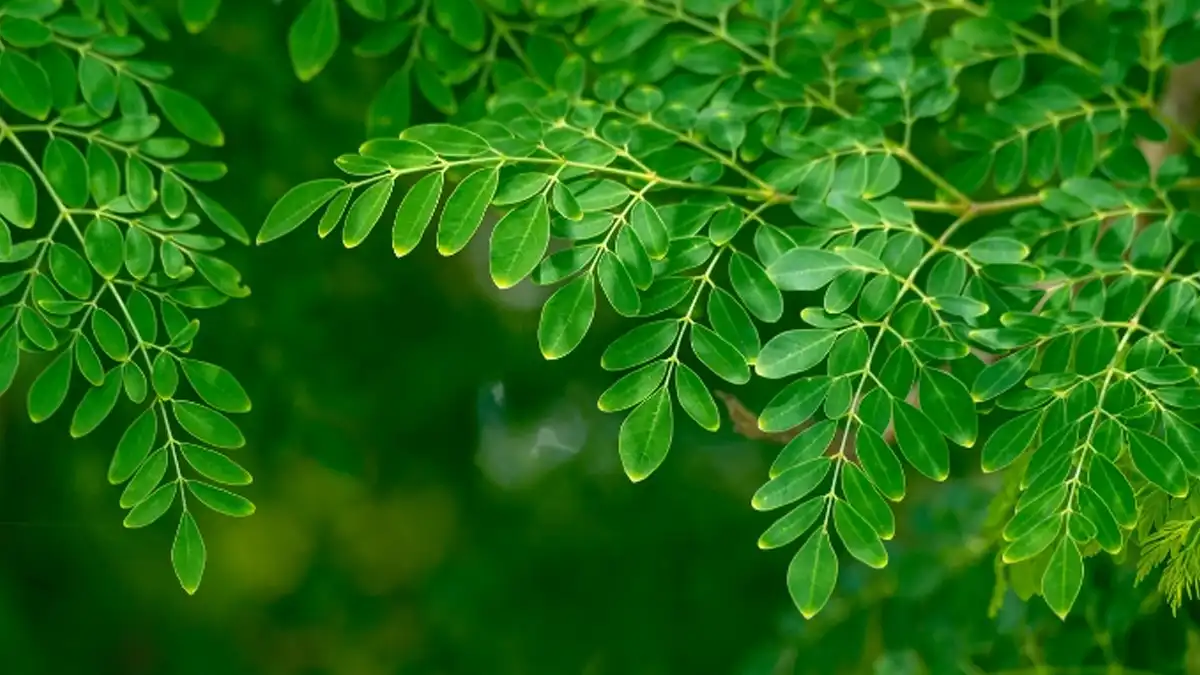 Moringa oleifera Lam