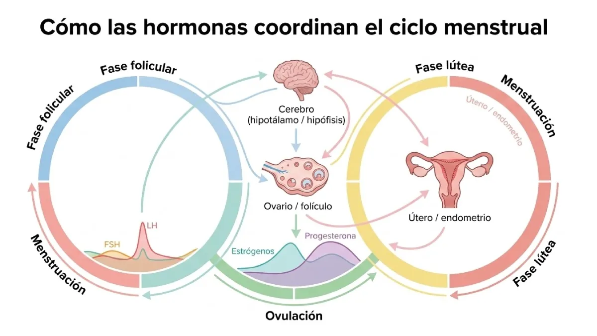 Infografía — Cómo las hormonas coordinan el ciclo menstrual